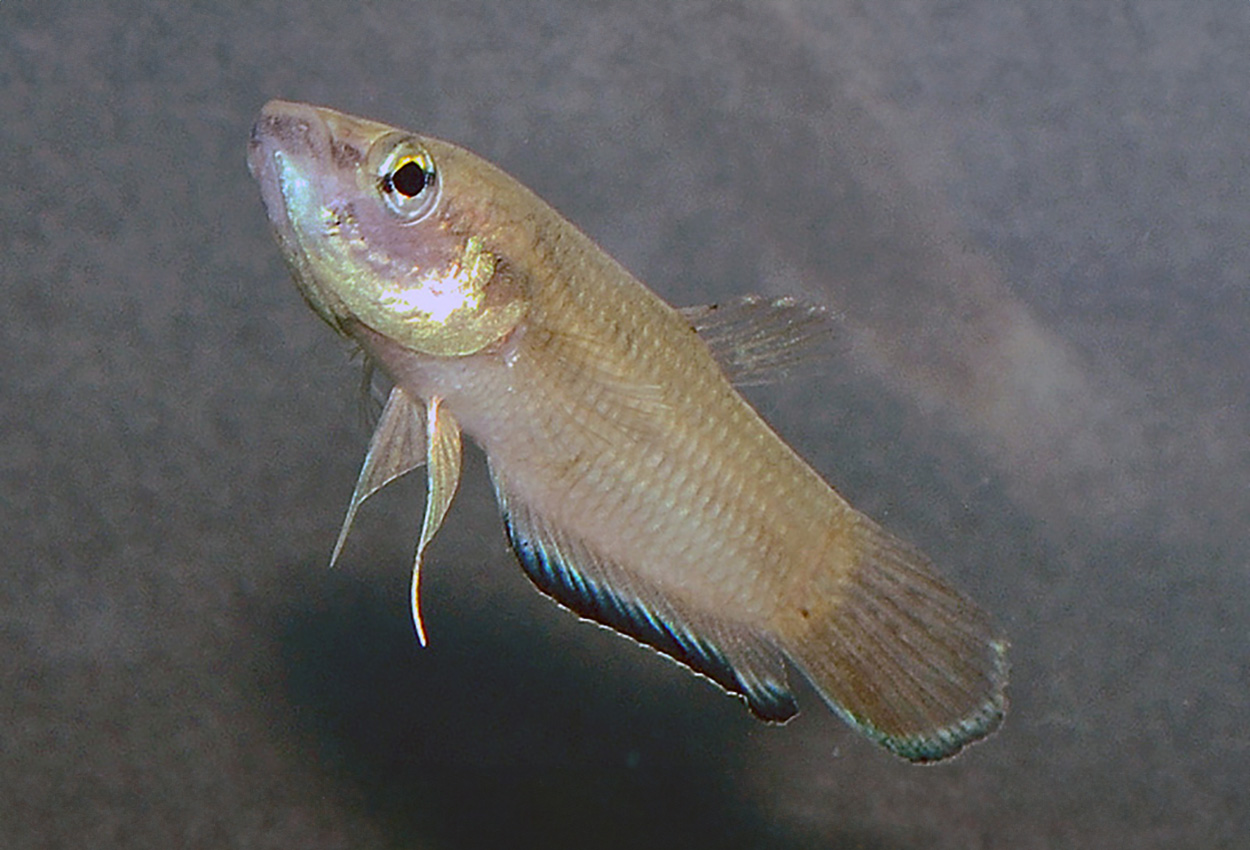 Krabis betta