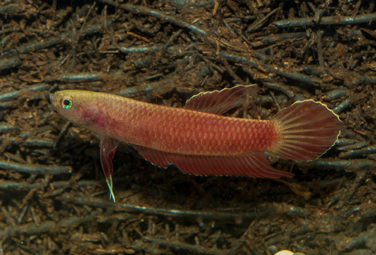 Apis betta