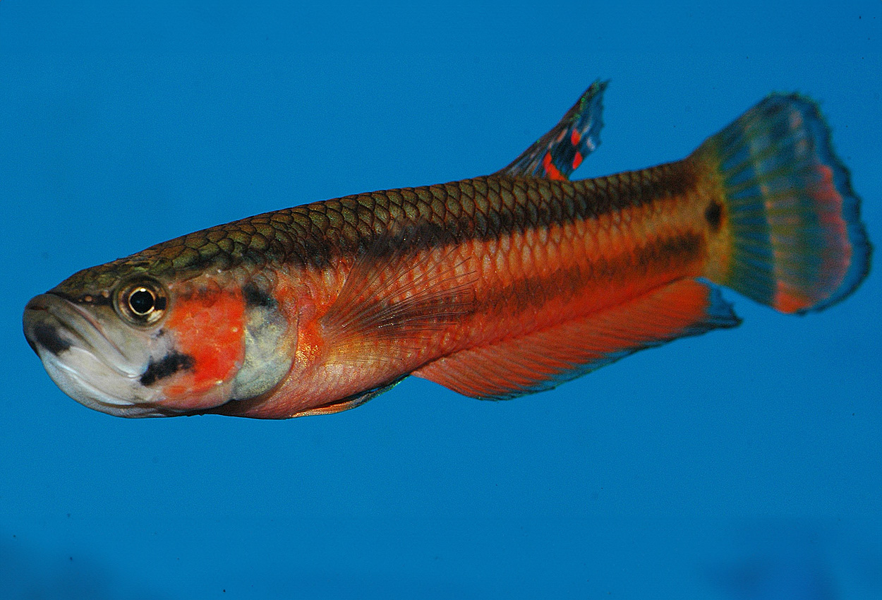 Macrostoma betta