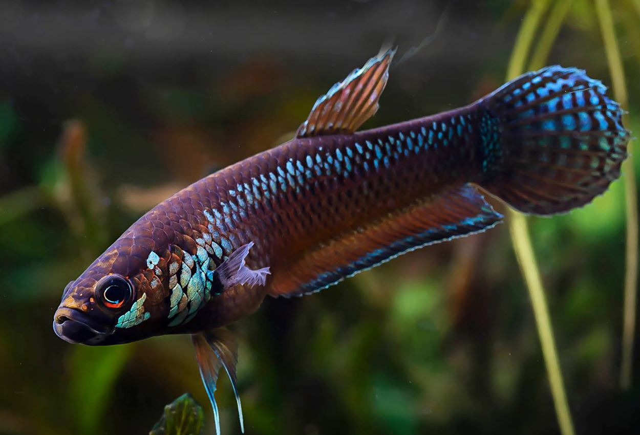 Pallifina betta