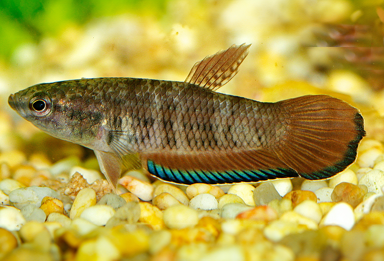 Falsk betta