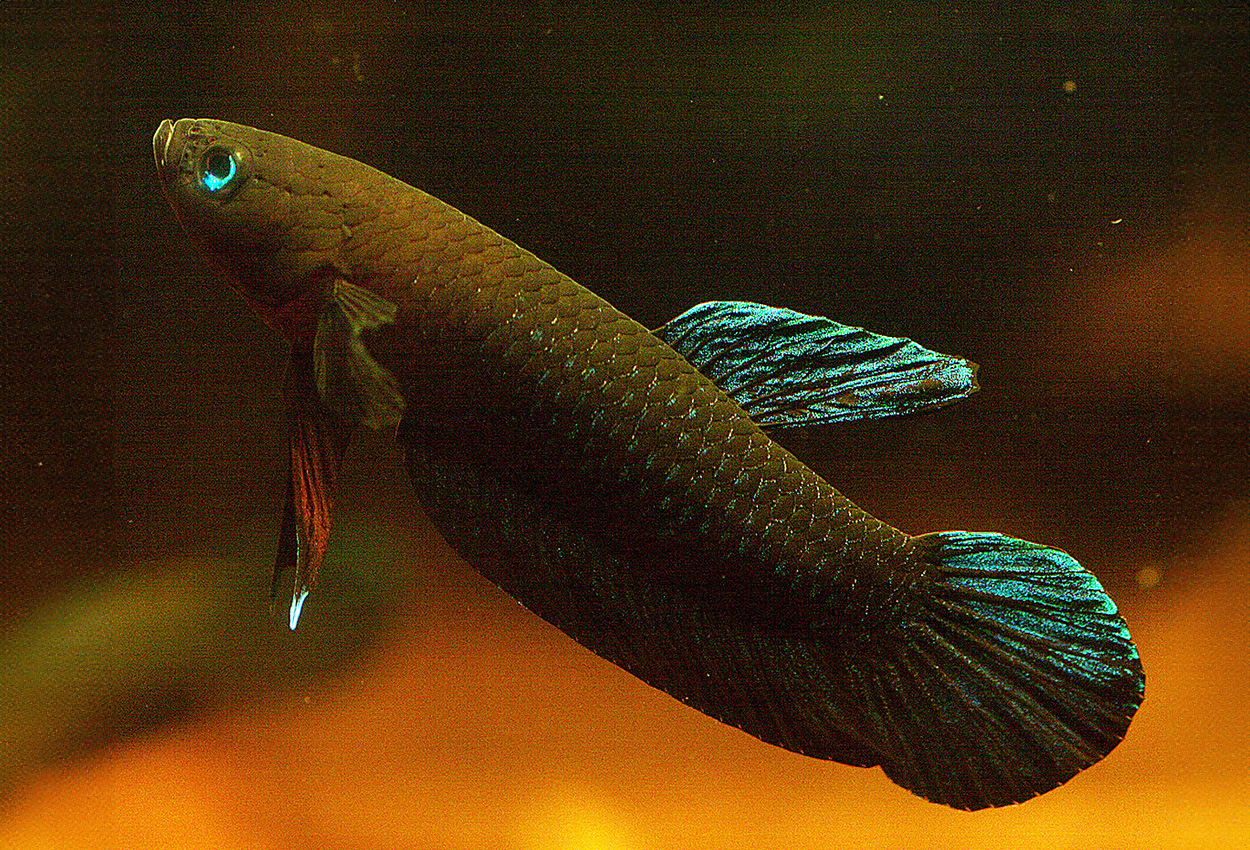 Dvergbetta, Laub kampfisk