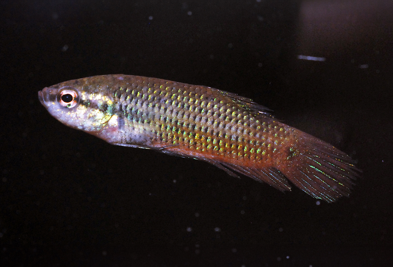 Smaragd betta 