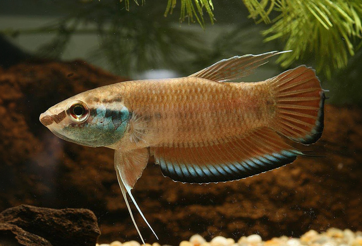 Borneo stripete betta