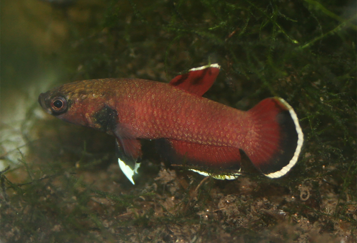 Snake's Head Betta