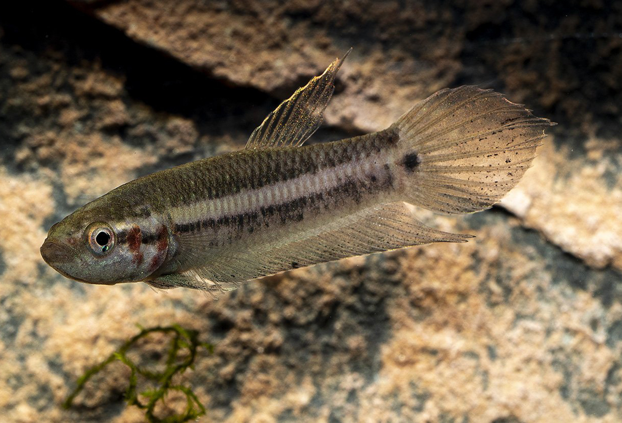 Strohs betta