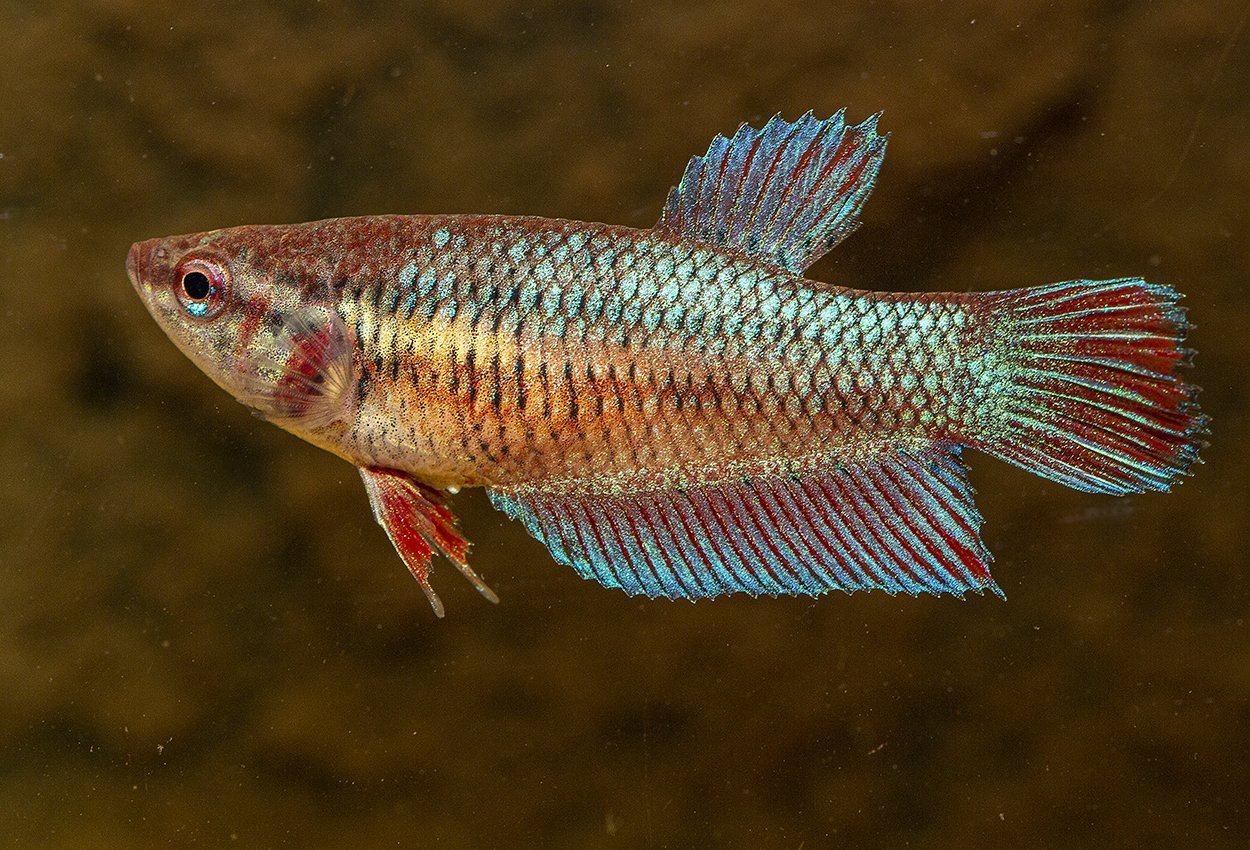 Kjemper kvinne
