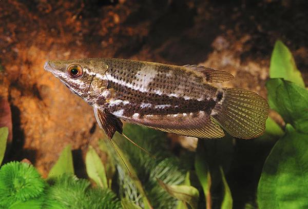 Punkthodet gourami.