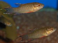 <i>Macropodus spechti</i> f.d. <i>M.concolor</i>
