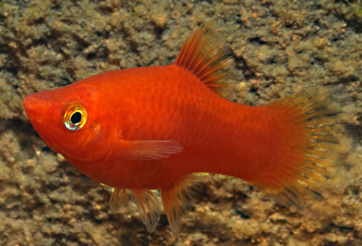 Rød platy
