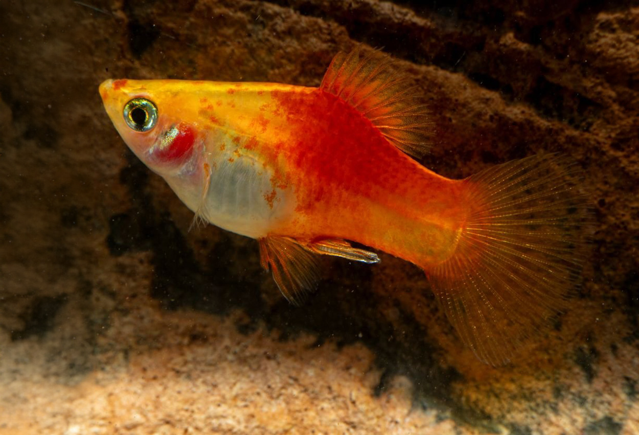 Gul-rød Platy