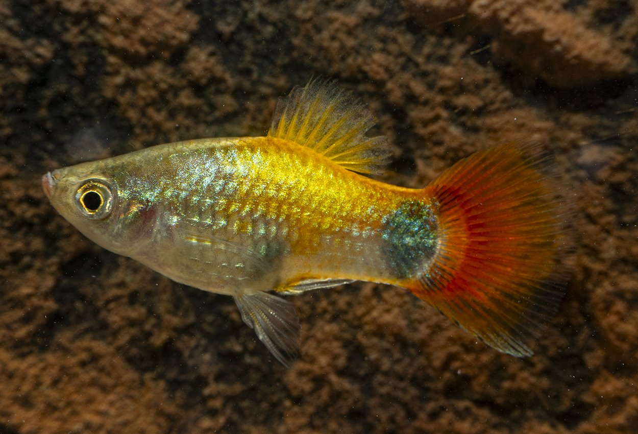 Rainbow Mikke mus platy