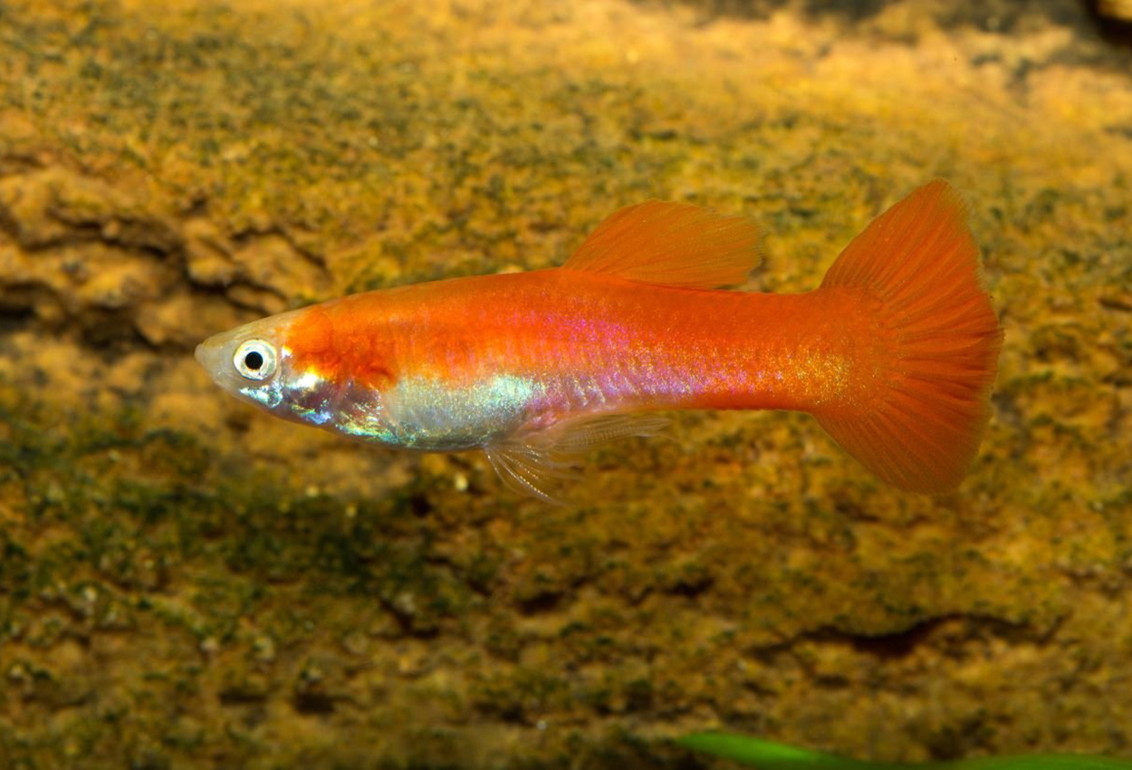 Guppy rød neon hann