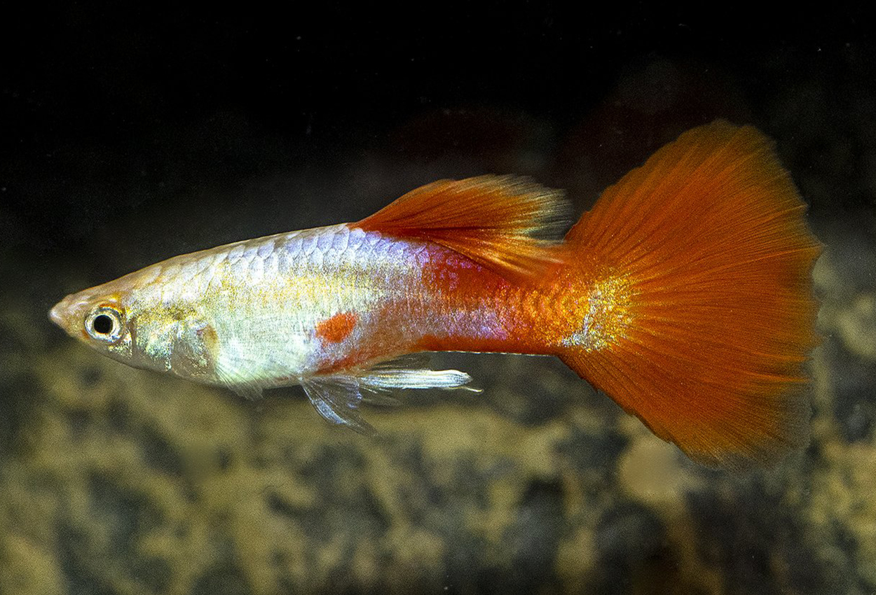 Guppy rødhalet lys hann