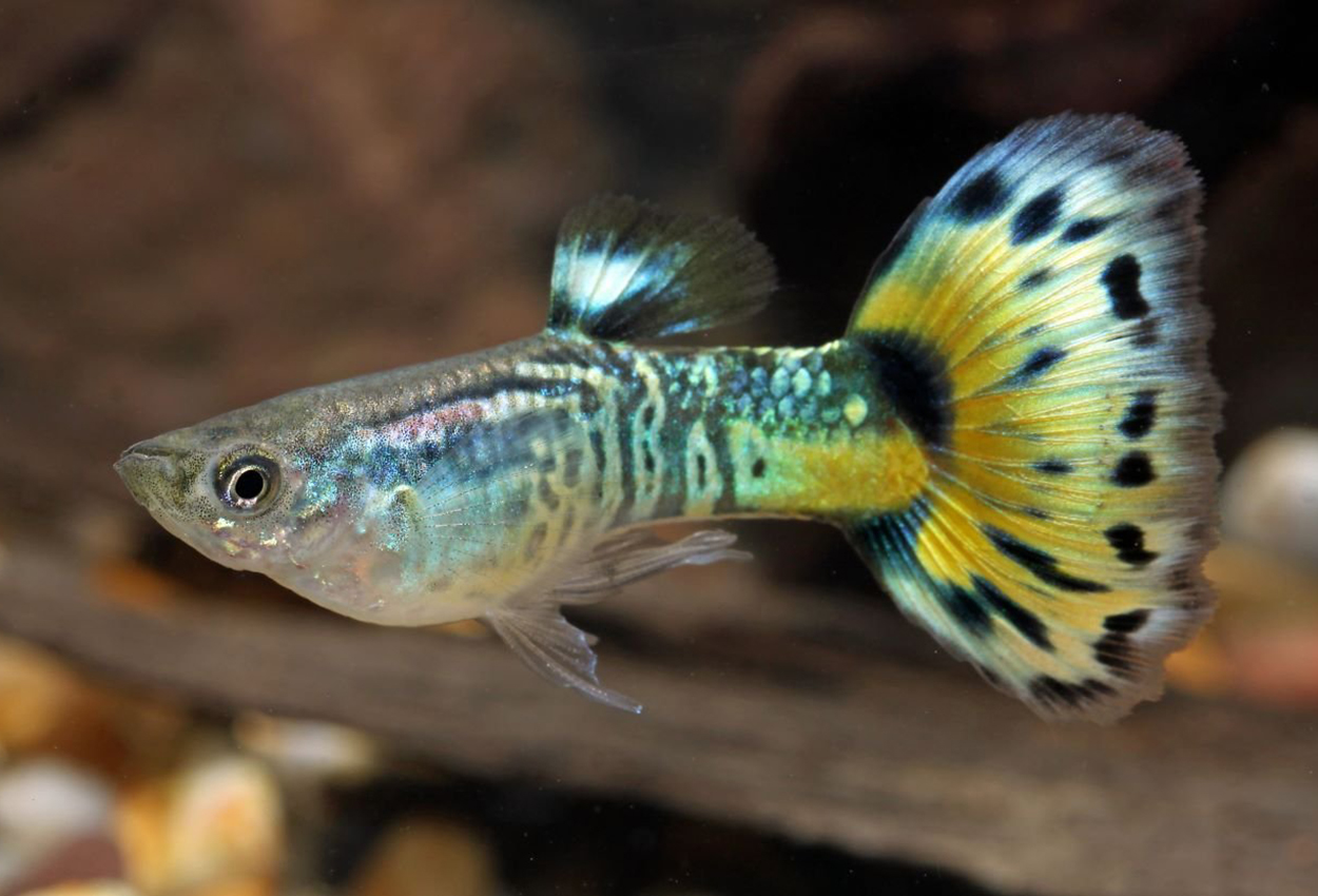 Guppy konge cobra grønn hann