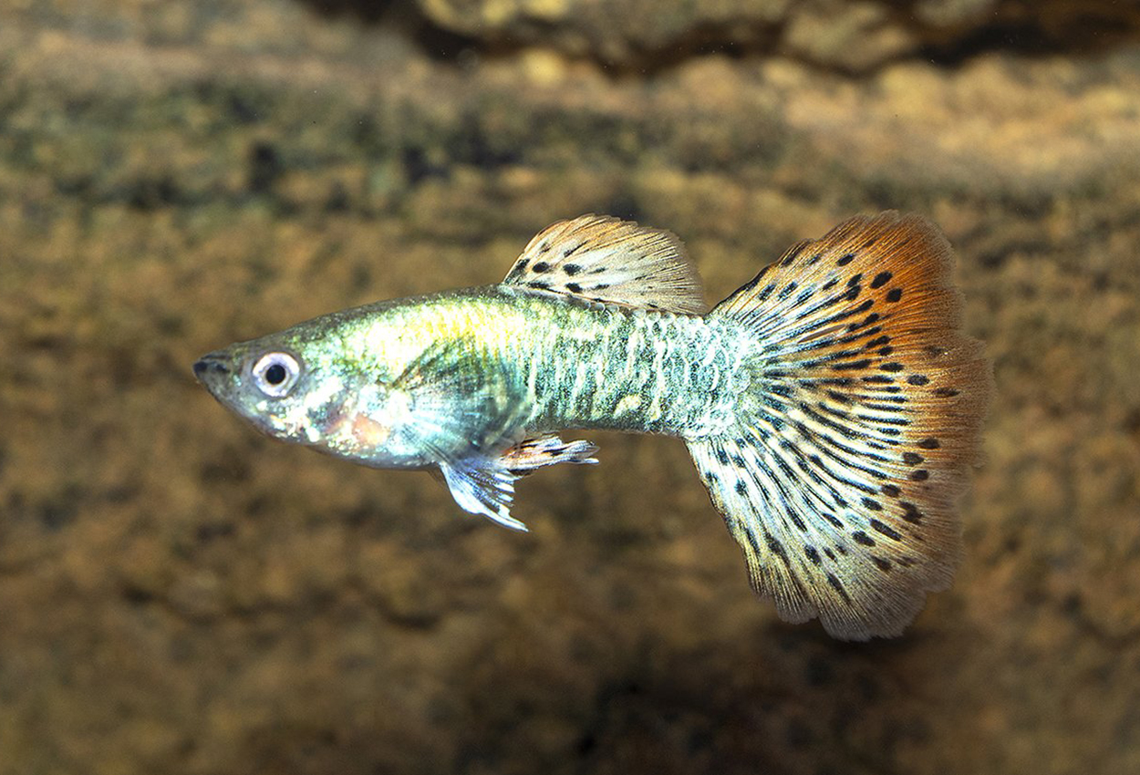 Guppy mosaikk rød neon hann