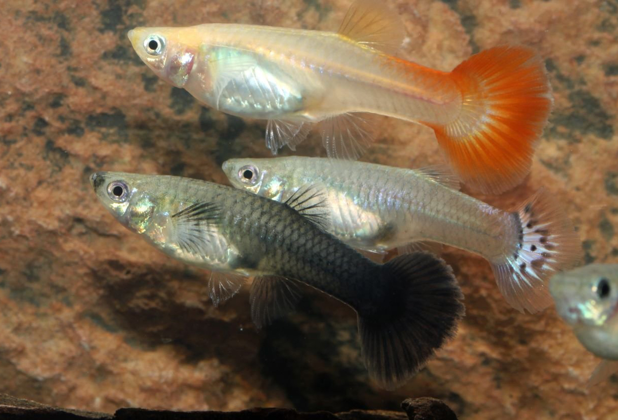 Guppy mix hunn
