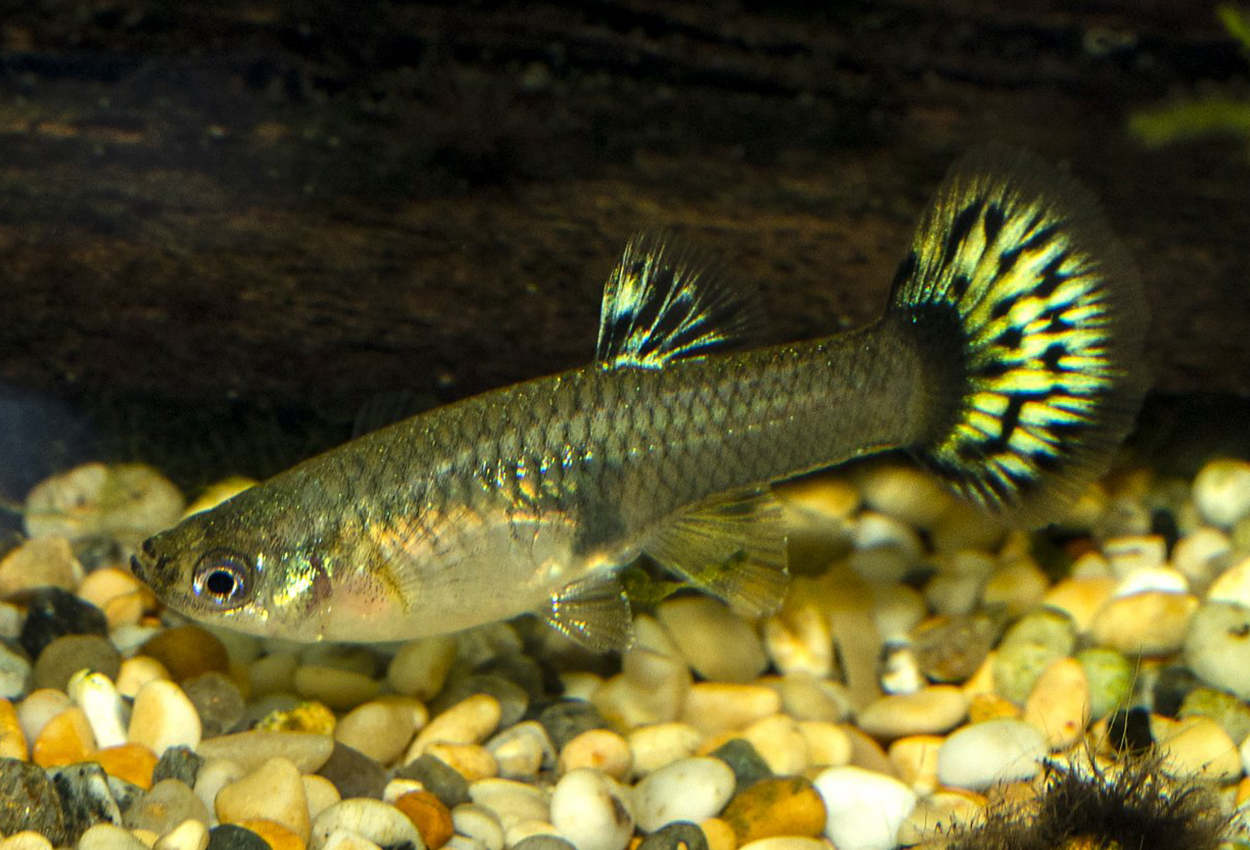 Guppy kingcobra hunn