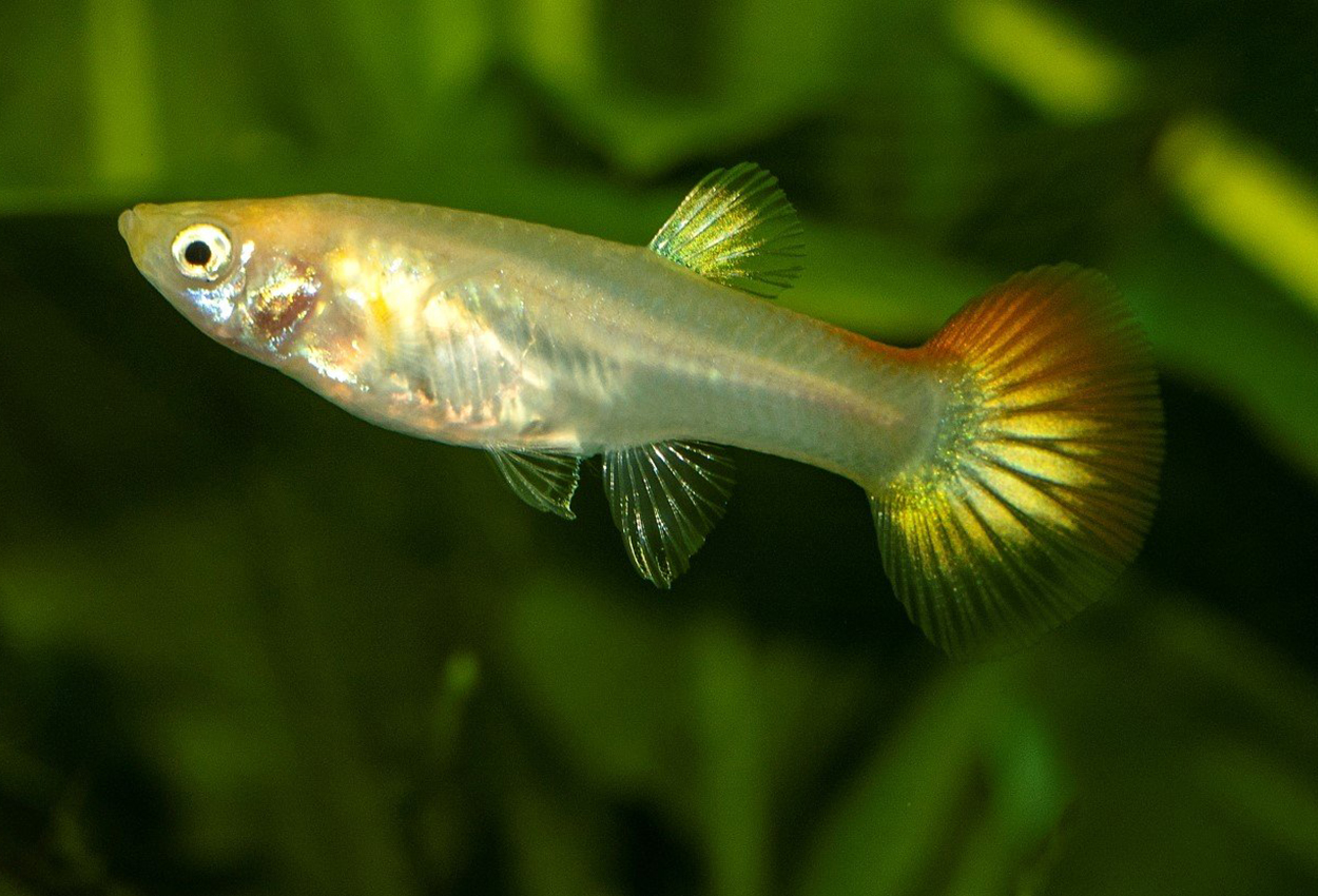 Guppy blond hunn