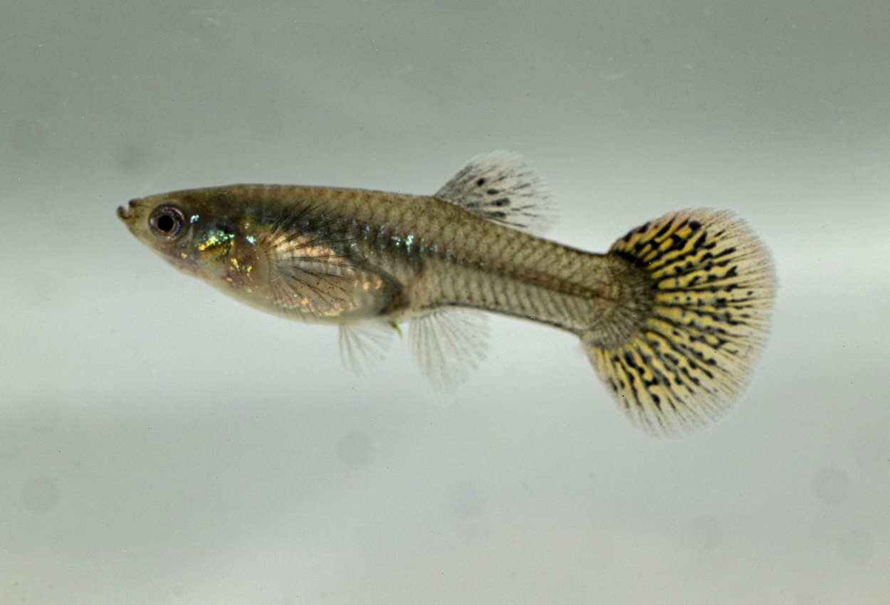 Guppy kingcobra metallic hunn
