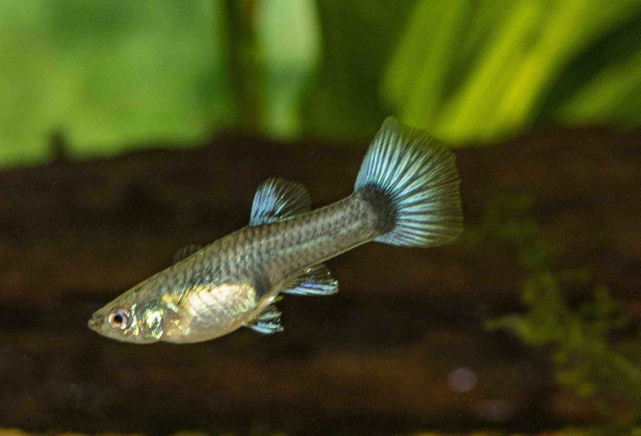 Guppy blå neon hunn