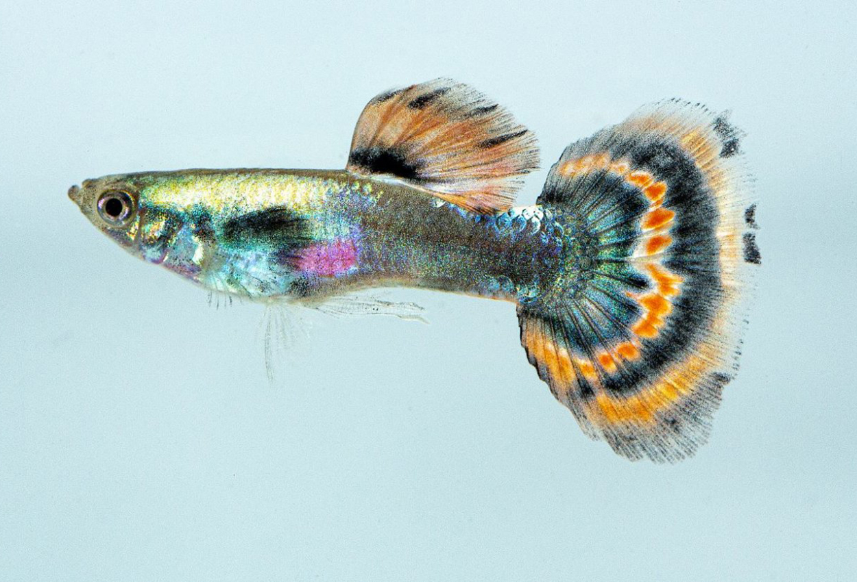 Guppy rødhale neon hann