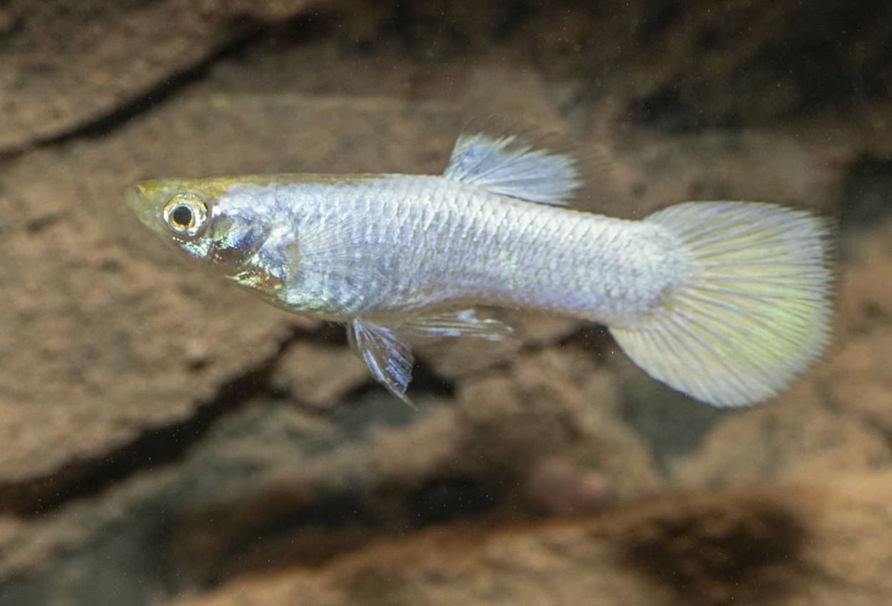 Guppy snøhvit hann