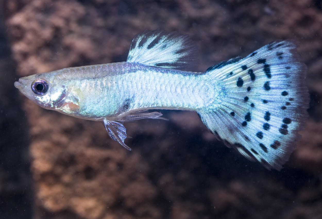 Guppy turkis diamant