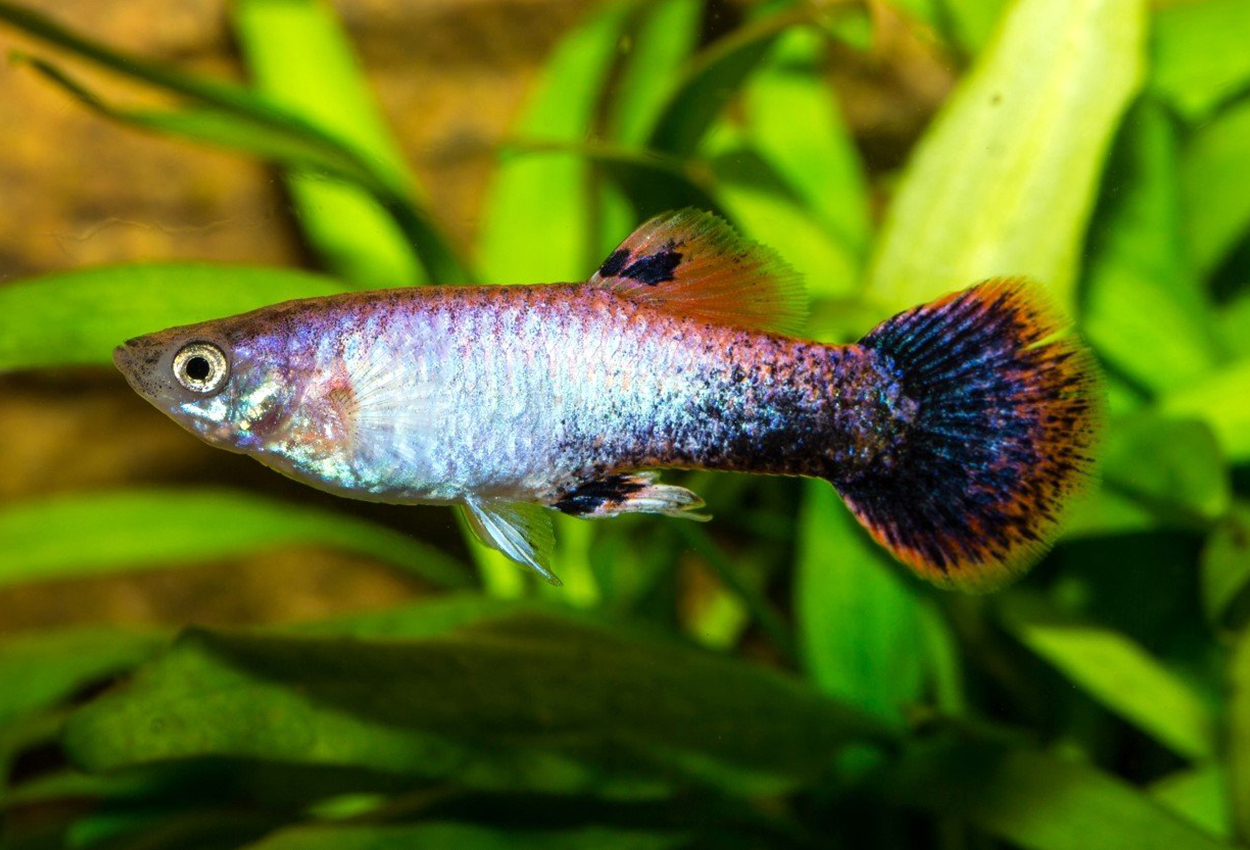 Guppy kobberhale metallisk hann