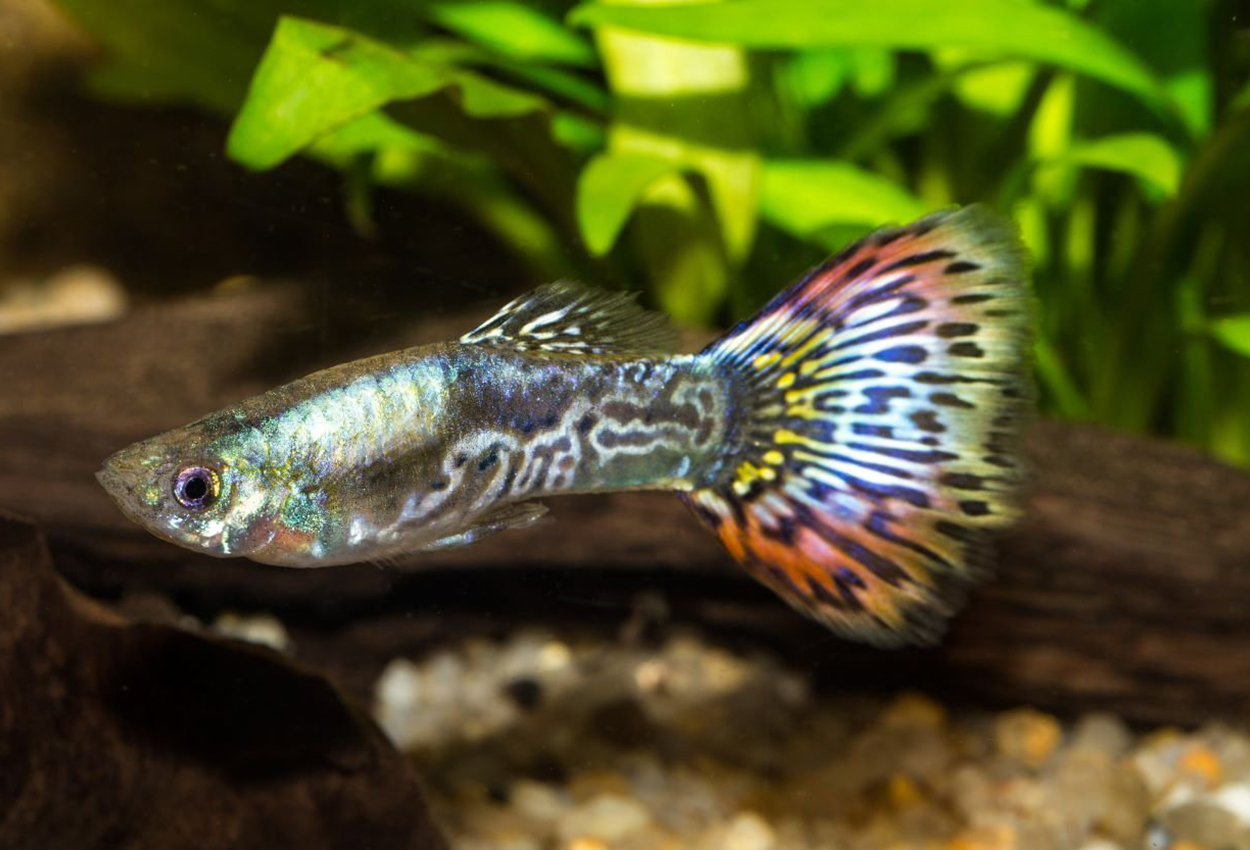 Guppy king cobra metallisk hann