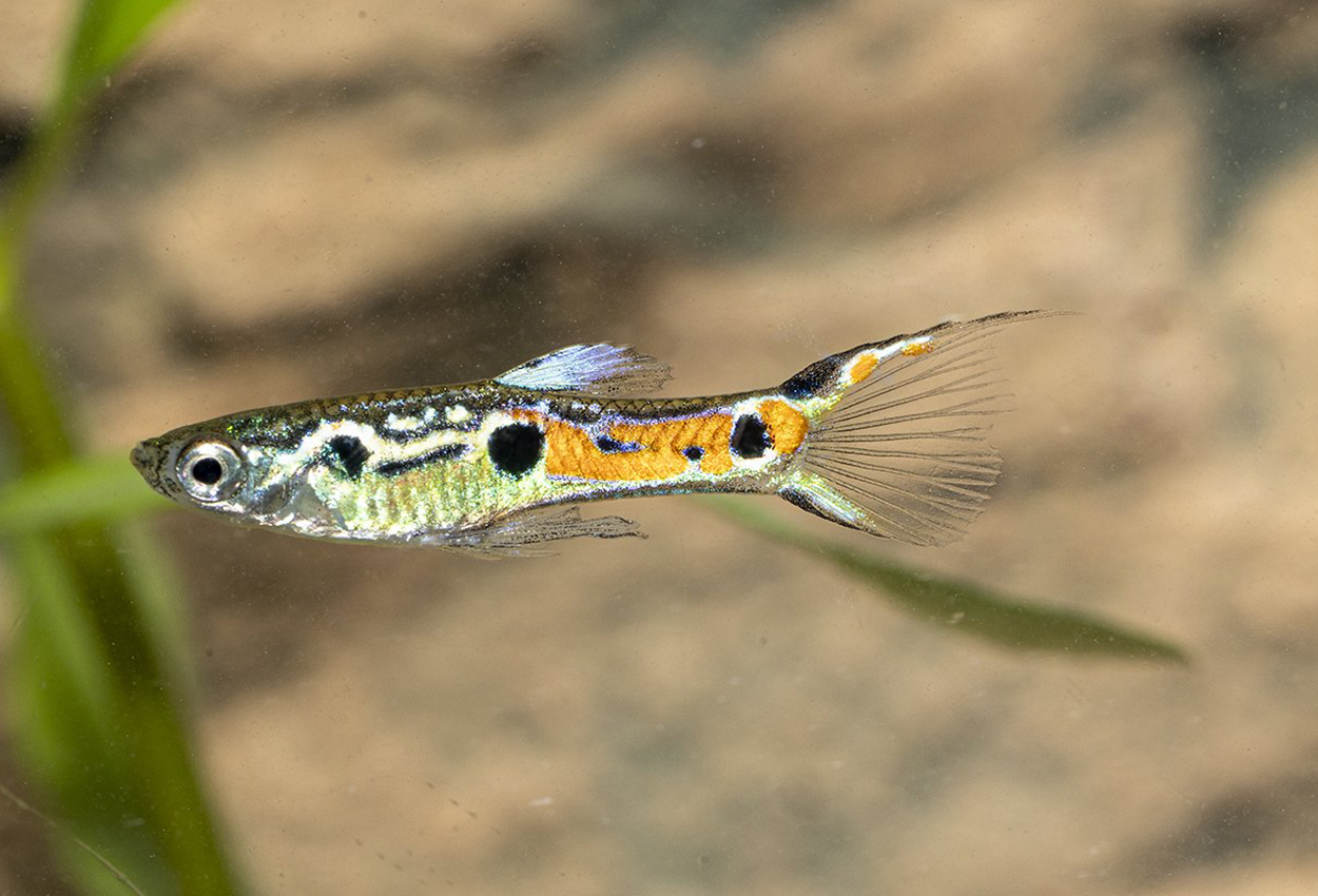 Endlers guppy tre prikket