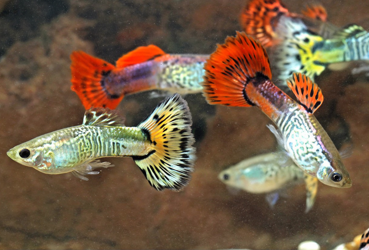 Guppy kingcobra mix hann