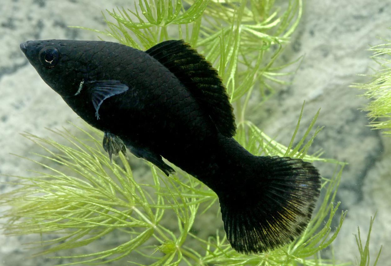 Svarte Molly