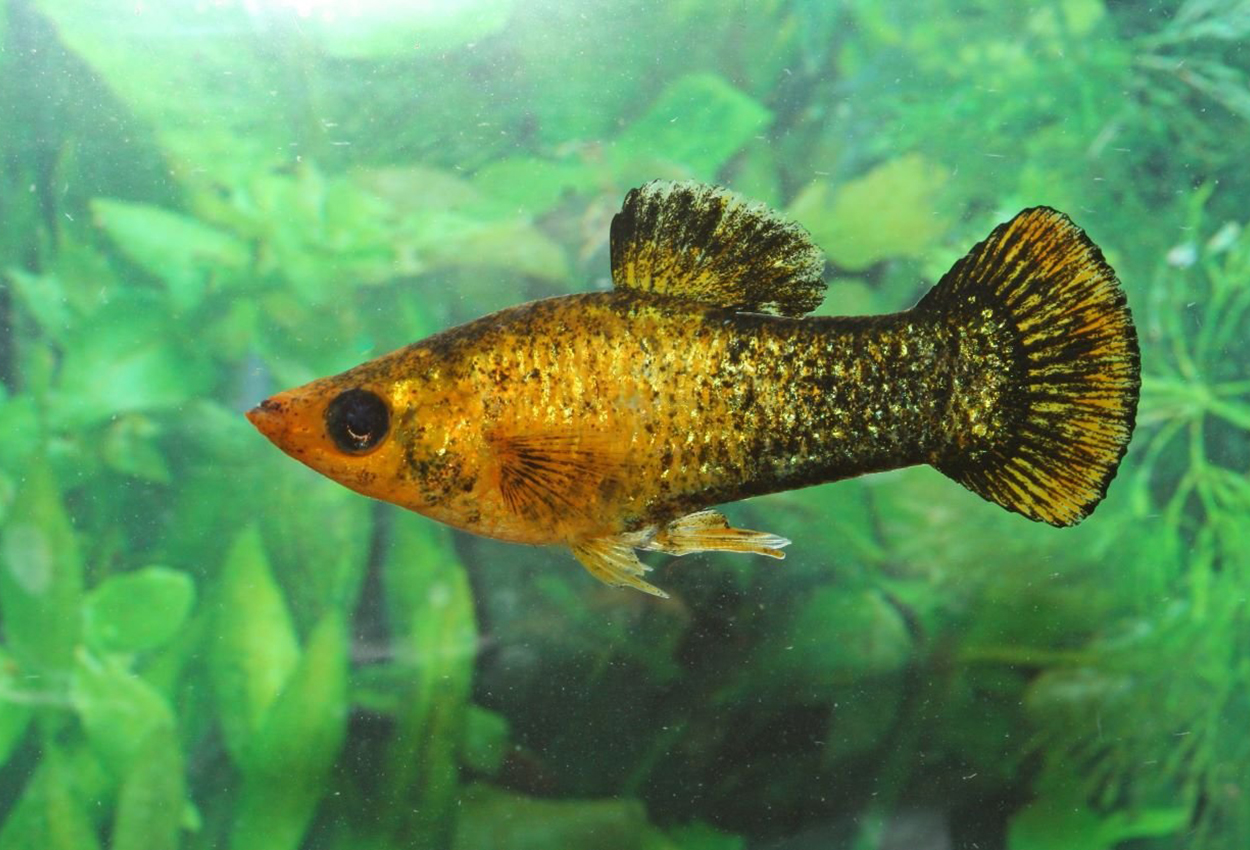 Sphenops molly regnbue
