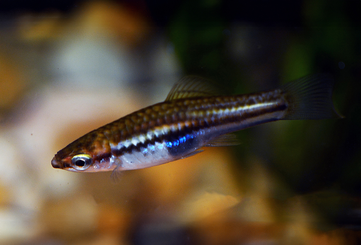 Pygmy sverddragare