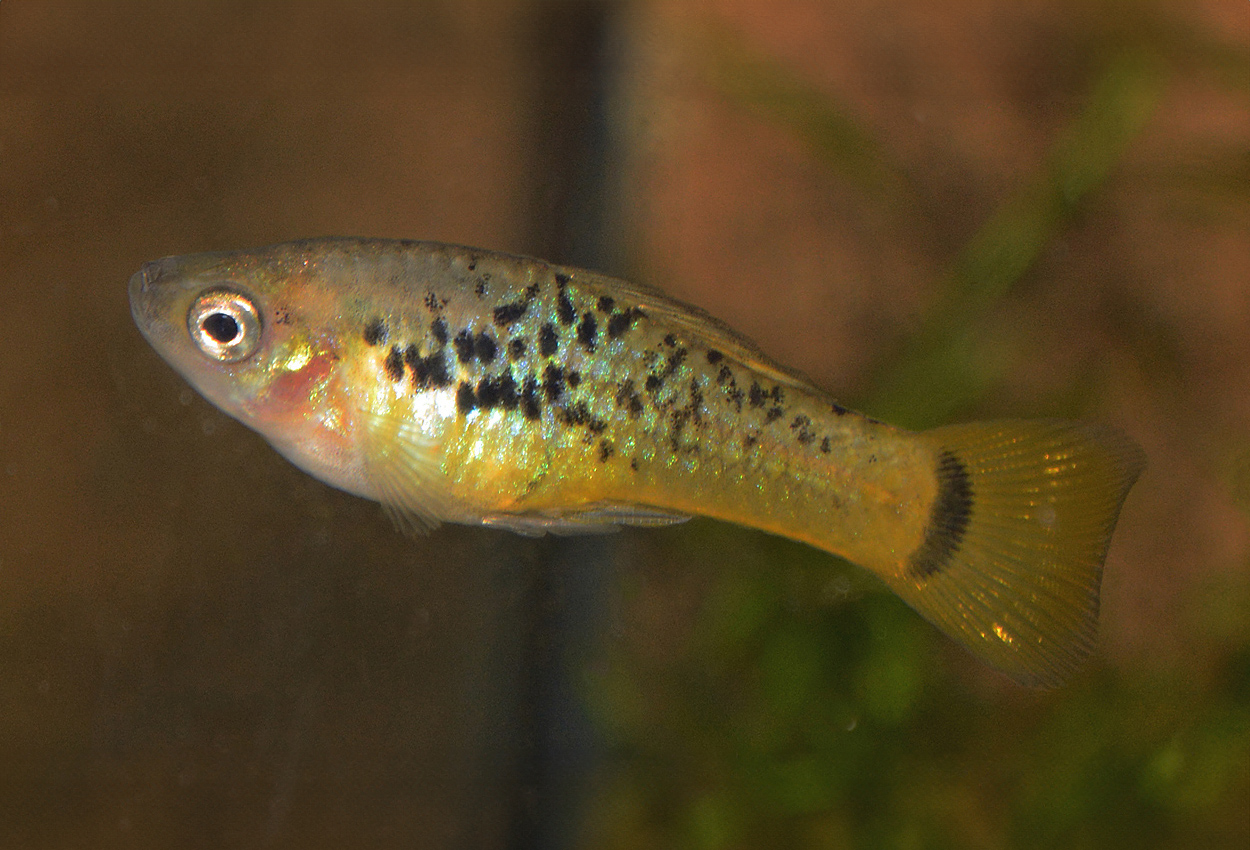 Indisk platy, variabel platy