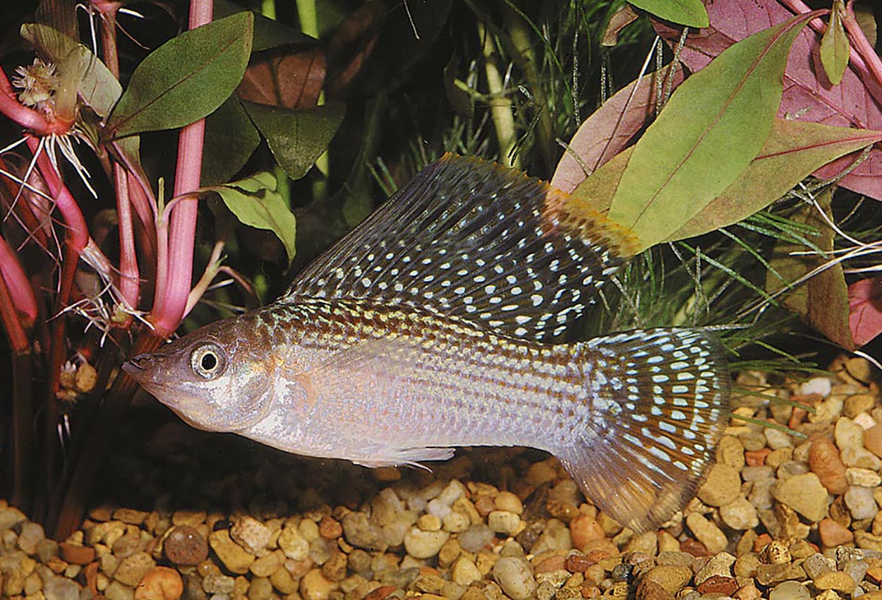 Sailfin molly grønn