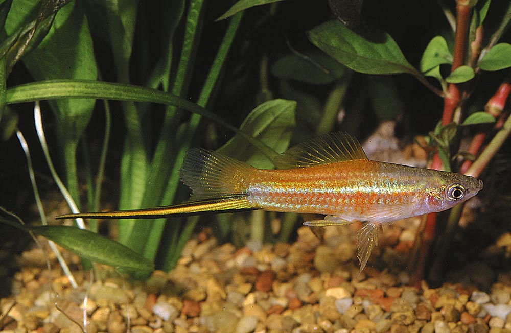 Xiphophorus hellerii, neon