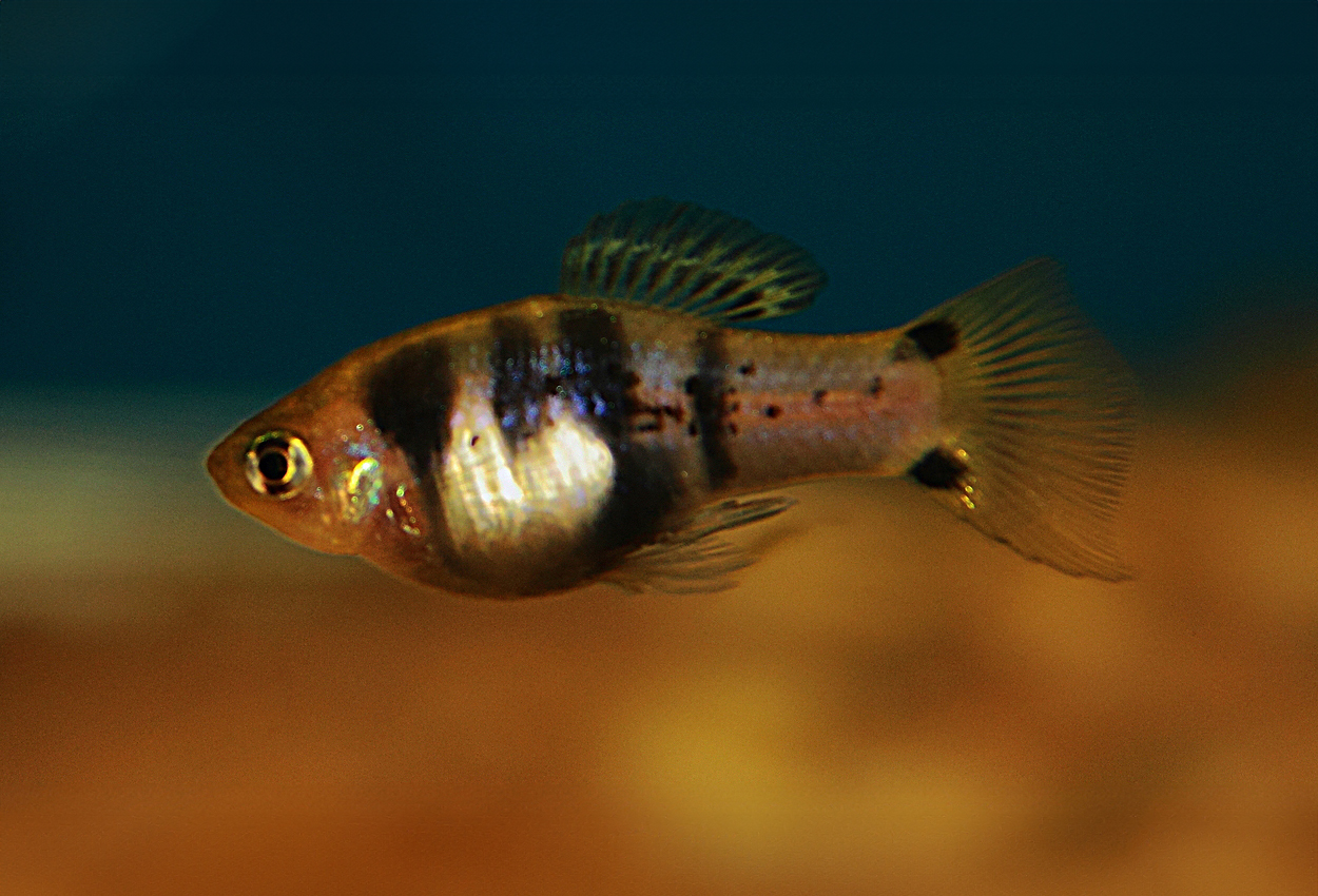 sverddrager platy