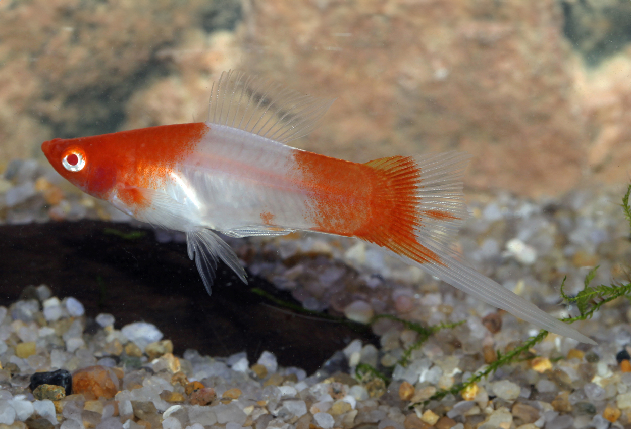 Koi kohaku sverddrager