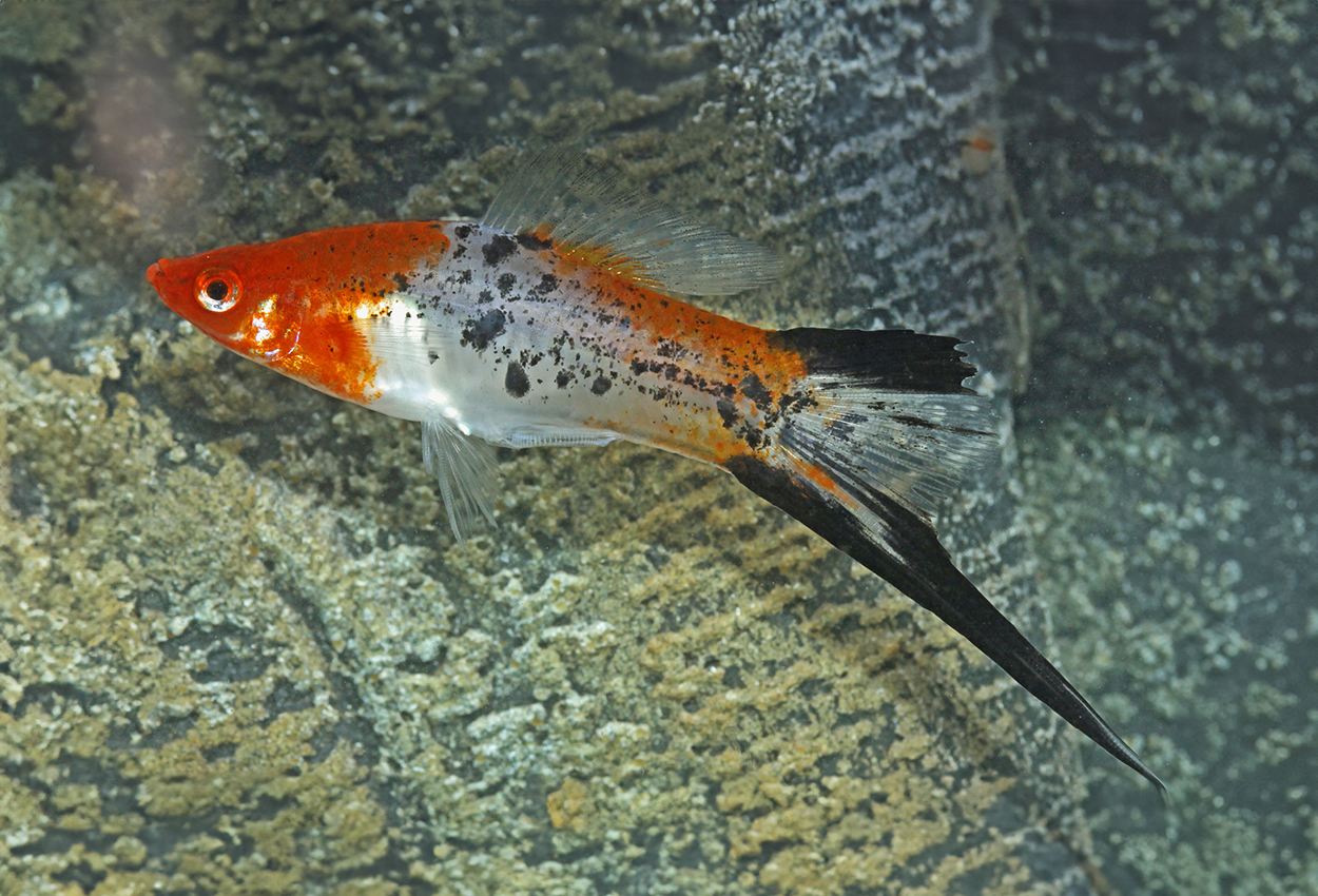 Koi Sanke sverddragaren