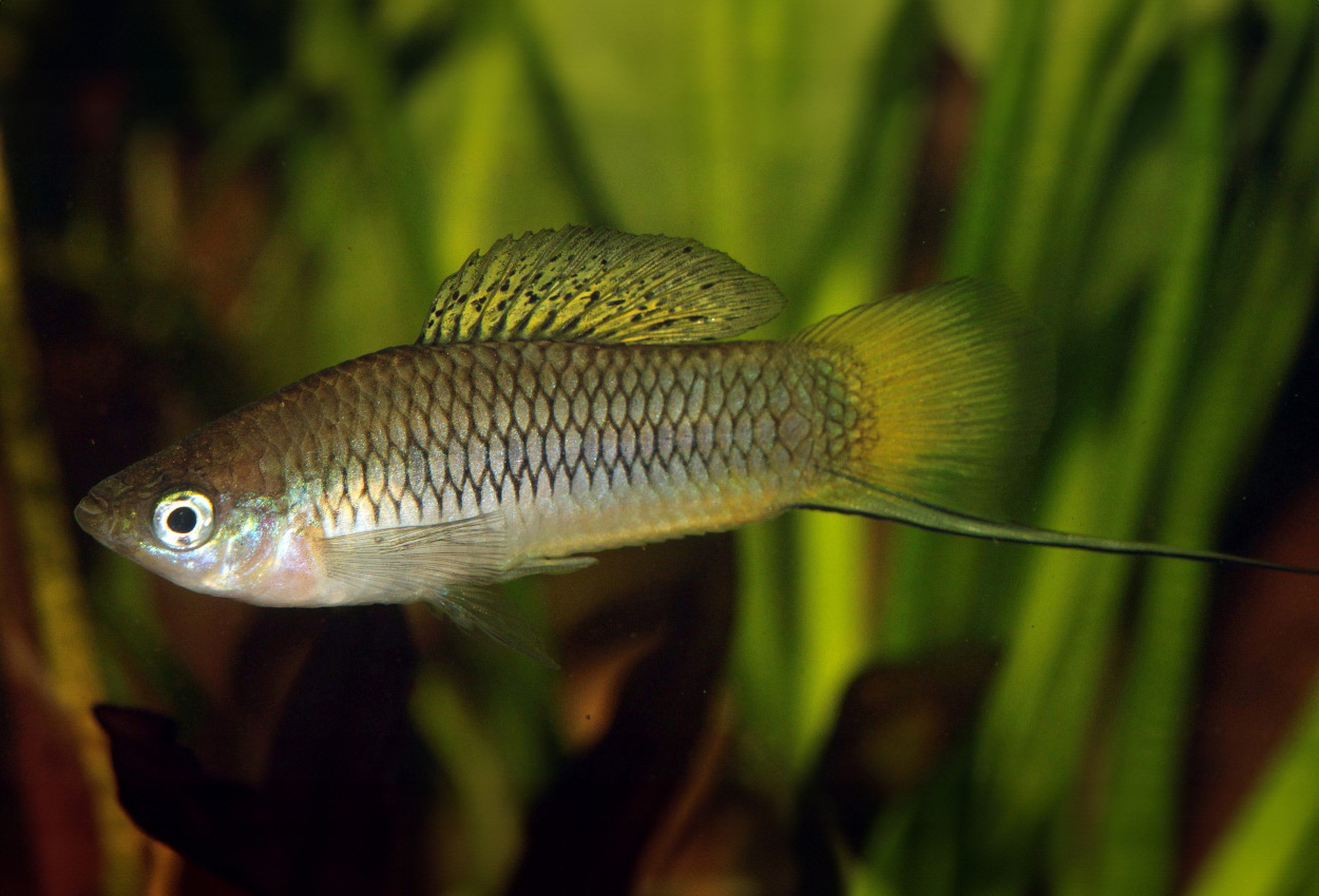 Cortez' sverddragare
