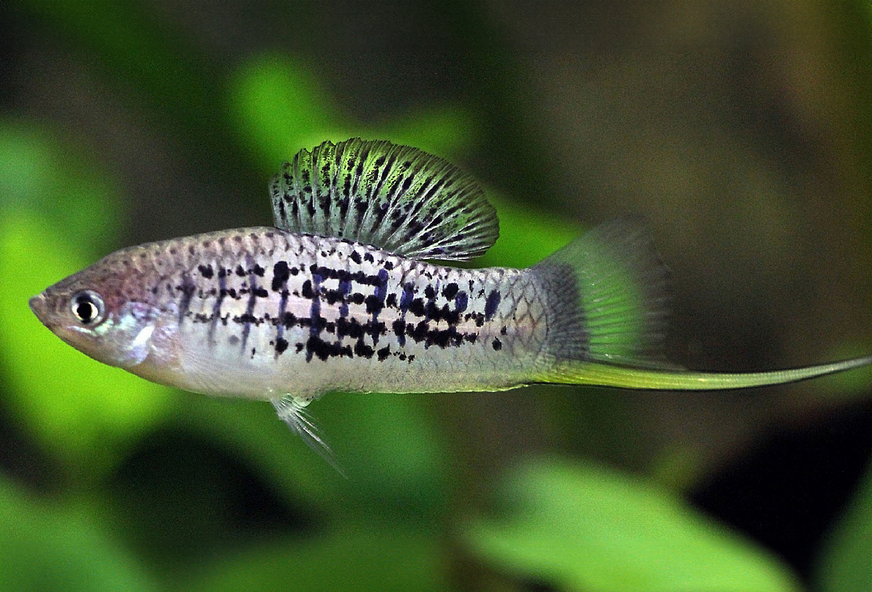 Nezahualcoyotls sverddragare