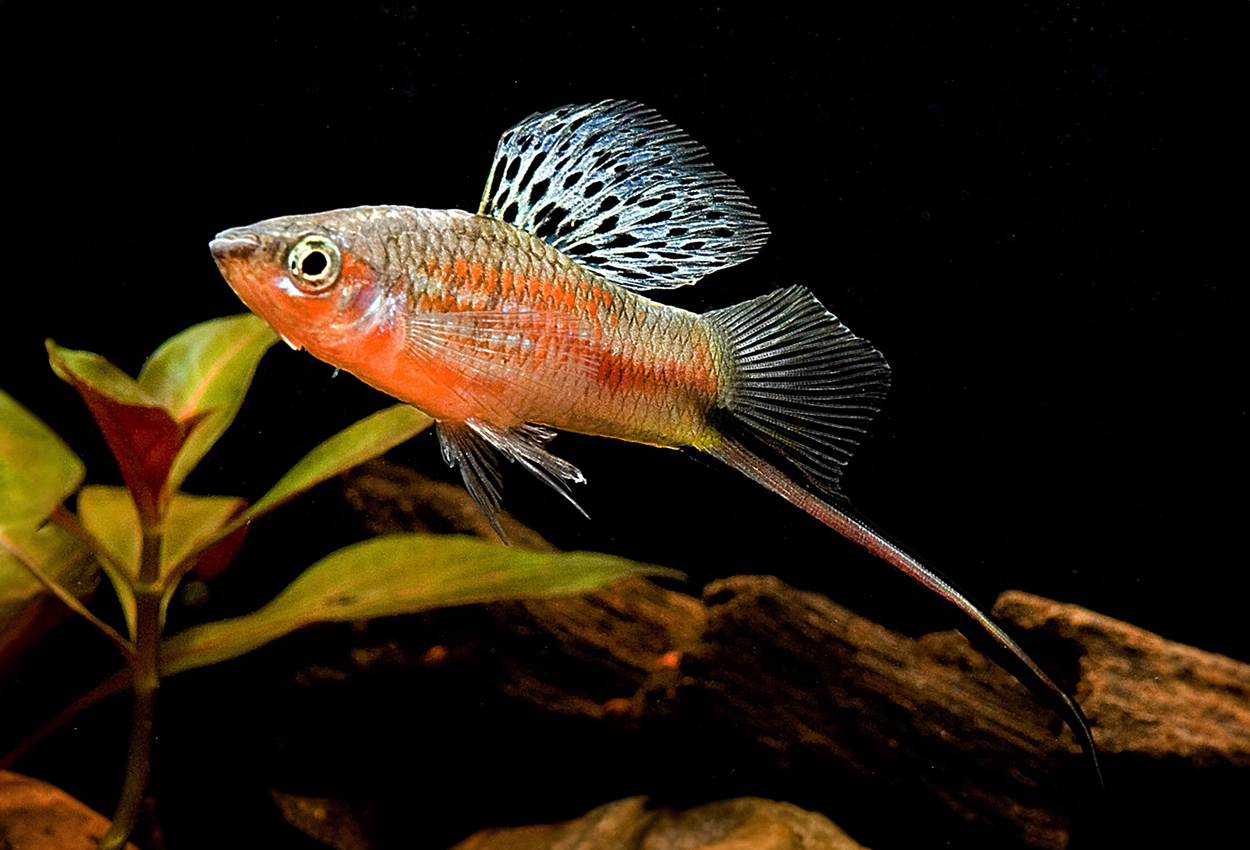Montezuma sverddragare