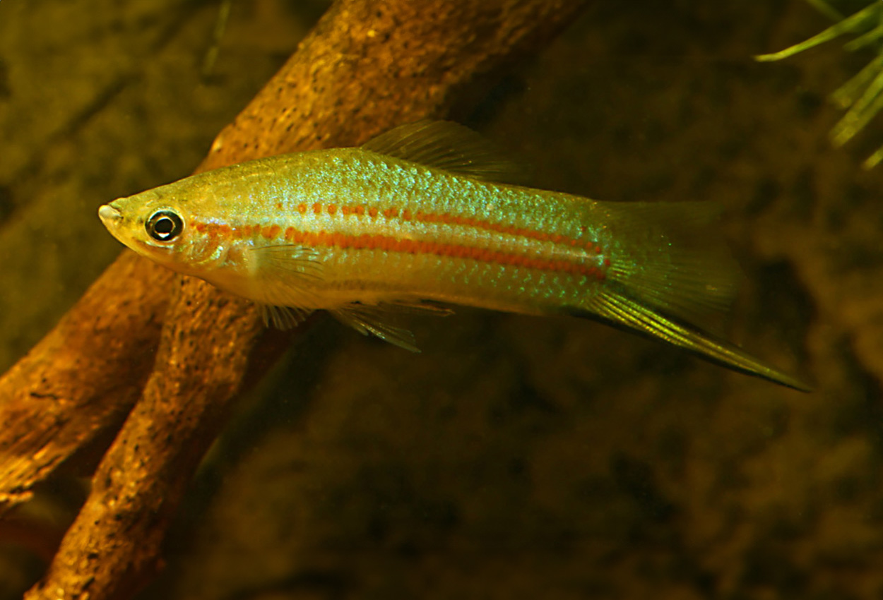 Gul/Coatzacoalcos sverdbærer.