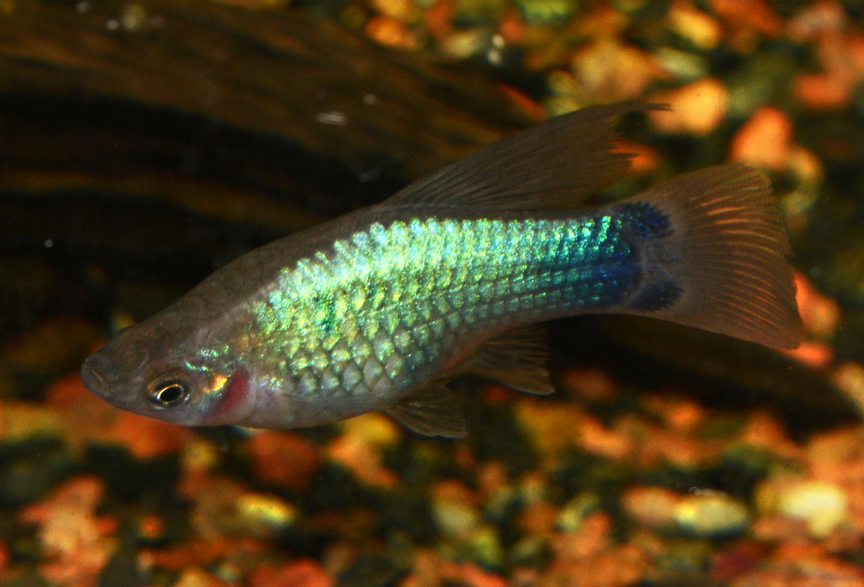 Blå høy fin platy