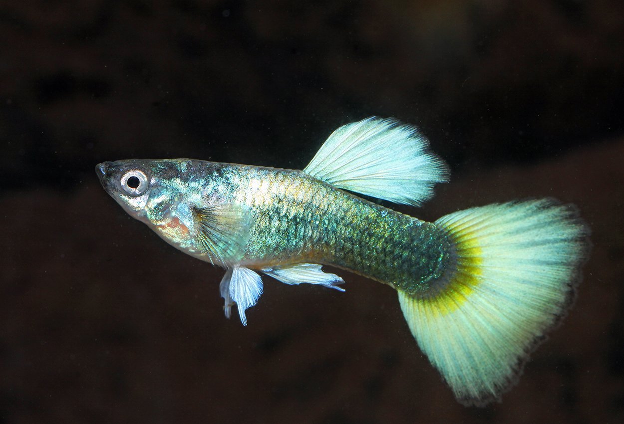 Guppy blå-gul neon hann