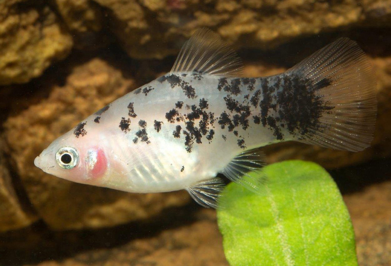 Sort hvit platy