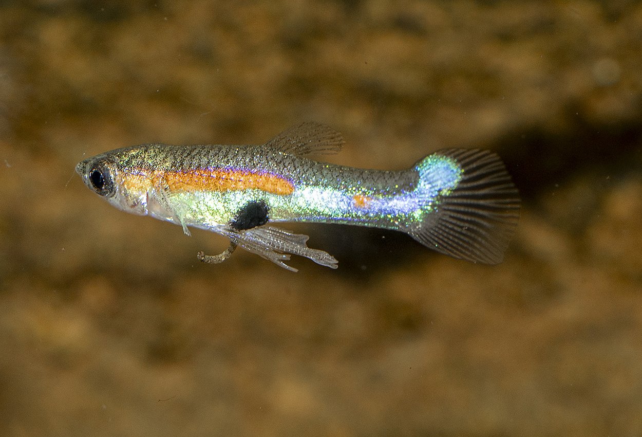 Endler's Guppy Campoma40 Stelltail