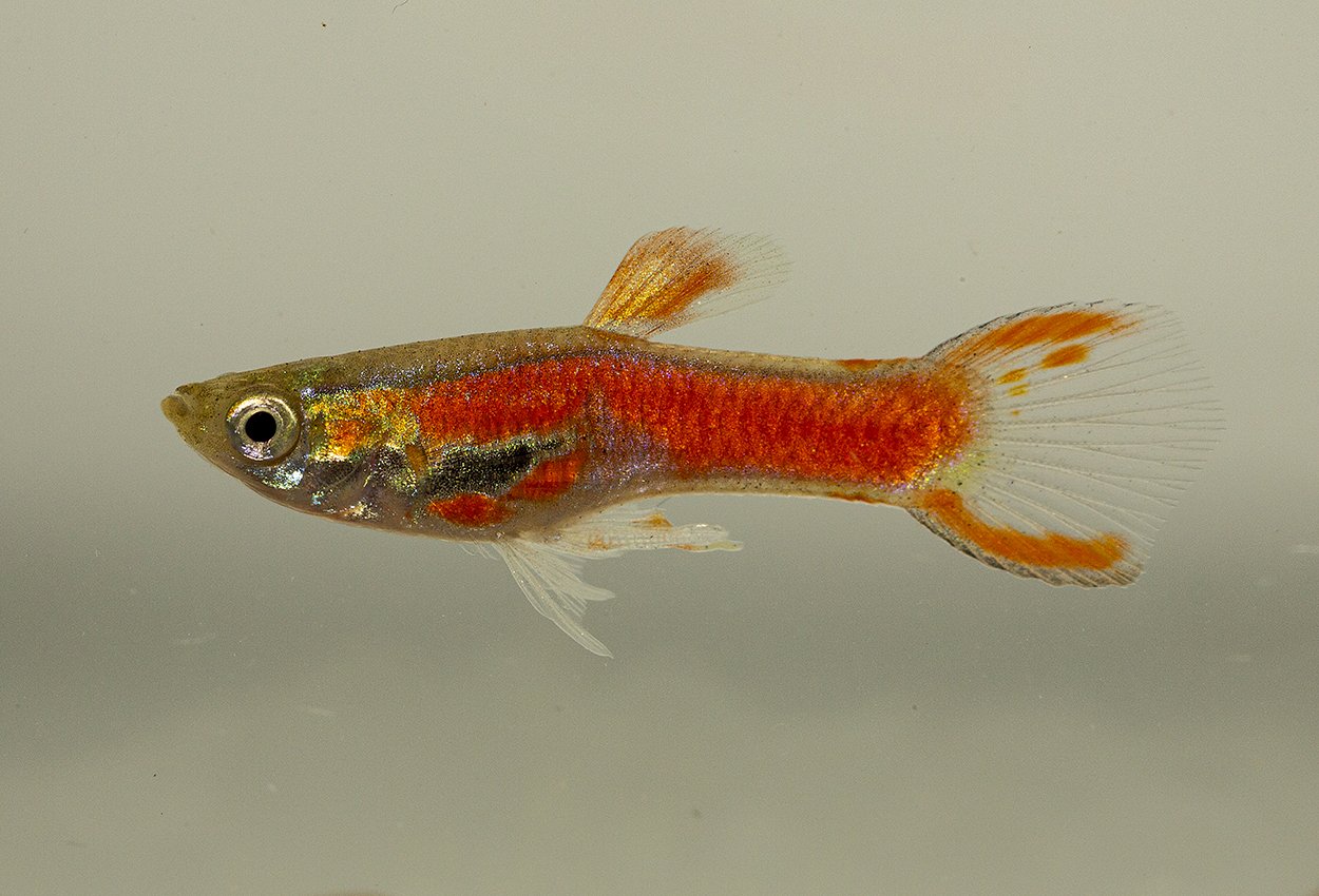 Endlers guppy rød skarlagen